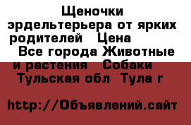 Щеночки эрдельтерьера от ярких родителей › Цена ­ 25 000 - Все города Животные и растения » Собаки   . Тульская обл.,Тула г.